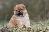 CHOW CHOW 310